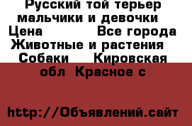 Русский той-терьер мальчики и девочки › Цена ­ 8 000 - Все города Животные и растения » Собаки   . Кировская обл.,Красное с.